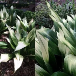 Snowcap Cast Iron Plant (Aspidistra Elatior 'Snowcap') - 3 Gallon Pot -Garden Supplies Sales 2024 aspidistra elatior snow cap cast iron plant 4