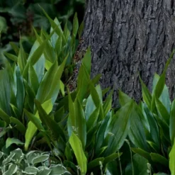 Tiny Tank Dwarf Cast Iron Plant - 3 Gallon Pot -Garden Supplies Sales 2024 aspidistra elatior tiny tank dwarf cast iron plant 4