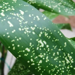 Spek-tacular Cast Iron Plant - 3 Gallon Pot -Garden Supplies Sales 2024 aspidistra spek tacular cast iron plant 101