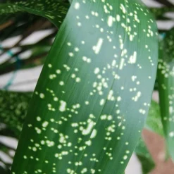 Spek-tacular Cast Iron Plant - 3 Gallon Pot -Garden Supplies Sales 2024 aspidistra spek tacular cast iron plant 103