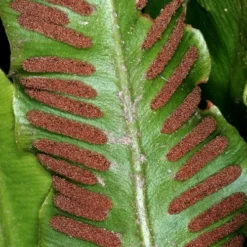 Hart's Tongue Fern (Asplenium Scolopendrium) - 1 Gallon Pot 9 Hart's Tongue Fern (Asplenium Scolopendrium) - 1 Gallon Pot -Garden Supplies Sales 2024 asplenium scolopendrium harts tongue fern 2