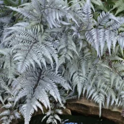 Japanese Painted Fern - 5 Pack Of Quart Pots -Garden Supplies Sales 2024 athyrium niponicum pictum japanese painted fern 101