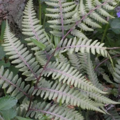 Japanese Painted Fern - 6 Pack Of 1 Gallon Pots -Garden Supplies Sales 2024 athyrium niponicum pictum japanese painted fern 103 2