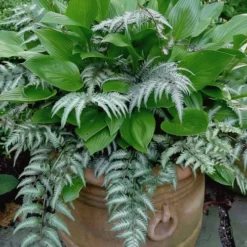 Japanese Painted Fern - 10 Count Flat Of Quart Pots -Garden Supplies Sales 2024 athyrium niponicum pictum japanese painted fern 104 1