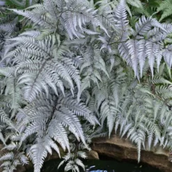 Japanese Painted Fern - 10 Count Flat Of Quart Pots