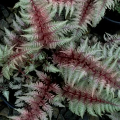 Regal Red Japanese Painted Fern - 5 Pack Of Quart Pots