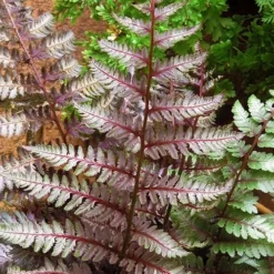 Regal Red Japanese Painted Fern - 1 Gallon Pot -Garden Supplies Sales 2024 athyrium pictum regal red japanese painted fern 11 3