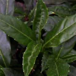 Dwarf Green Aucuba - Japanese Laurel - 3 Gallon Pot -Garden Supplies Sales 2024 aucuba dwarf green foliage 1