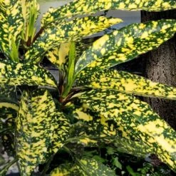 Hosoba Hoshifu Variegated Aucuba (Japanese Laurel) - 3 Gallon Pot