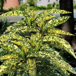 Hosoba Hoshifu Variegated Aucuba (Japanese Laurel) - 3 Gallon Pot -Garden Supplies Sales 2024 aucuba hosoba hoshifu11