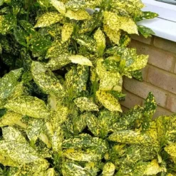 Golden King Aucuba (Male) - 3 Gallon Pot -Garden Supplies Sales 2024 aucuba japonica golden king japanese laurel 1