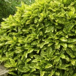 Marmorata Aucuba (Japanese Laurel) - 2.5 Gallon Pot -Garden Supplies Sales 2024 aucuba japonica marmorata japanese laurel 2 2