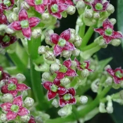 Rozannie Dwarf Aucuba (Japanese Laurel) - 3 Gallon Pot -Garden Supplies Sales 2024 aucuba japonica rozannie japanese laurel 1