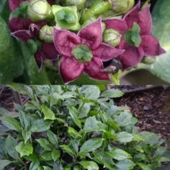 Rozannie Dwarf Aucuba (Japanese Laurel) - 3 Gallon Pot -Garden Supplies Sales 2024 aucuba japonica rozannie japanese laurel 13