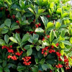 Rozannie Dwarf Aucuba (Japanese Laurel) - 3 Gallon Pot -Garden Supplies Sales 2024 aucuba japonica rozannie japanese laurel 8