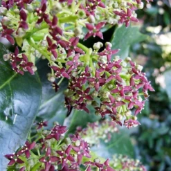 Rozannie Dwarf Aucuba (Japanese Laurel) - 3 Gallon Pot -Garden Supplies Sales 2024 aucuba japonica rozannie japanese laurel 9