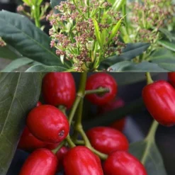 Sawtoothed Aucuba Serratifolia - 1 Gallon Pot -Garden Supplies Sales 2024 aucuba japonica serratifolia sawtoothed japanese laurel 21 1