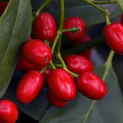 Sawtoothed Aucuba Serratifolia - 6 Pack Of 1 Gallon Pots -Garden Supplies Sales 2024 aucuba japonica serratifolia sawtoothed japanese laurel 23