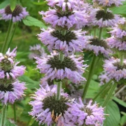 Downy Pagoda Plant (Blephilia Ciliata) - 1 Gallon Pot -Garden Supplies Sales 2024 blephilia ciliata downy pagoda wood mint 4