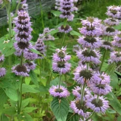 Downy Pagoda Plant (Blephilia Ciliata) - 1 Gallon Pot -Garden Supplies Sales 2024 blephilia ciliata downy pagoda wood mint 5