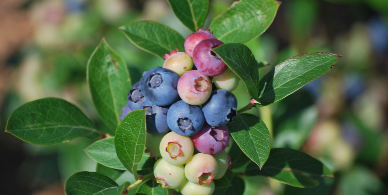 Front Page -Garden Supplies Sales 2024 blueberries 1 scaled