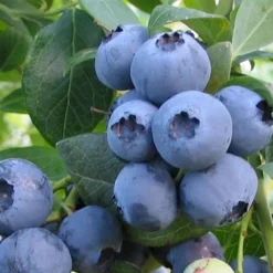 Alapaha Rabbiteye Blueberry - 3 Gallon Pot -Garden Supplies Sales 2024 blueberry alapaha