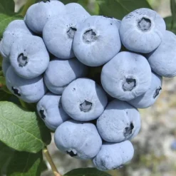 Northern Highbush Blueberry (Vaccinum Corymbosum) - 6 Pack Of 1 Gallon Pots -Garden Supplies Sales 2024 blueberry northern20highbush 3 800x500 1