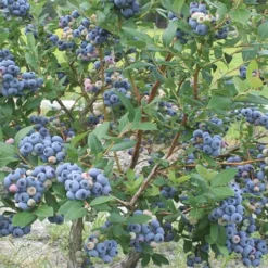 Northern Highbush Blueberry (Vaccinum Corymbosum) - 6 Pack Of 1 Gallon Pots -Garden Supplies Sales 2024 blueberry northern20highbush 800x500 1