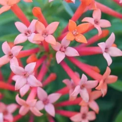 Estrellita Little Star Firecracker Bush (Bouvardia) - 3 Pack Of Quart Pots -Garden Supplies Sales 2024 bouvardia estrellita little star firecracker bush 1