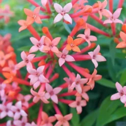 Estrellita Little Star Firecracker Bush (Bouvardia) - 3 Pack Of Quart Pots -Garden Supplies Sales 2024 bouvardia estrellita little star firecracker bush 2