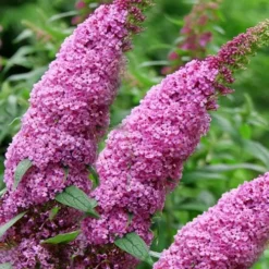 Pugster Pinker Butterfly Bush (Buddleia) - 3 Gallon Pot -Garden Supplies Sales 2024 buddleai pugster pinker butterfly bush 1