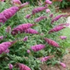 Pugster Pinker Butterfly Bush (Buddleia) - 3 Gallon Pot