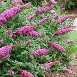 Pugster Pinker Butterfly Bush (Buddleia) - 3 Gallon Pot