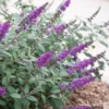 Lo & Behold Blue Chip Junior Butterfly Bush - 3 Gallon Pot