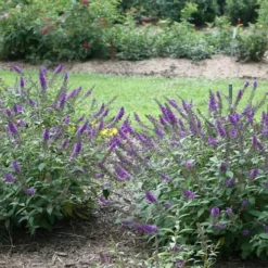Lo & Behold Blue Chip Junior Butterfly Bush - 5 Pack Of Quart Pots -Garden Supplies Sales 2024 buddleia blue chip junior butterfly bush 2 1