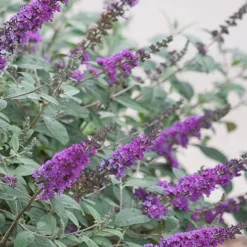 Lo & Behold Blue Chip Junior Butterfly Bush - 1 Gallon Pot -Garden Supplies Sales 2024 buddleia blue chip junior butterfly bush 4