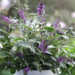 Lo & Behold Blue Chip Junior Butterfly Bush - 3 Gallon Pot -Garden Supplies Sales 2024 buddleia blue chip junior butterfly bush 6 2