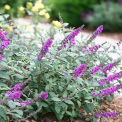 Lo & Behold Blue Chip Junior Butterfly Bush - 3 Gallon Pot -Garden Supplies Sales 2024 buddleia blue chip junior butterfly bush 7 2