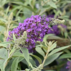 Lo & Behold Blue Chip Junior Butterfly Bush - 5 Pack Of Quart Pots -Garden Supplies Sales 2024 buddleia blue chip junior butterfly bush 8 1