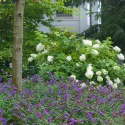 Lo & Behold Blue Chip Junior Butterfly Bush - 5 Pack Of Quart Pots -Garden Supplies Sales 2024 buddleia blue chip junior butterfly bush 9 1