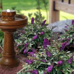 Blueberry Pie Dwarf Butterfly Bush (Buddleia) - 3 Gallon Pot -Garden Supplies Sales 2024 buddleia blueberry pie butterfly bush 3