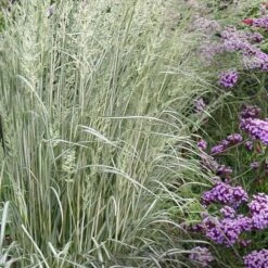 Avalanche Feather Reed Grass (Calamagrostis) - 3 Gallon Pot