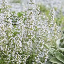 Calamint Plant (Calamintha Nepeta) - 1 Gallon Pot