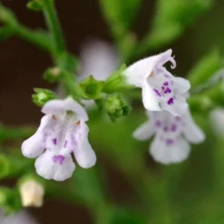 Calamint Plant (Calamintha Nepeta) - 1 Gallon Pot -Garden Supplies Sales 2024 calamint 14