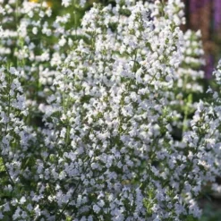 Calamint Plant (Calamintha Nepeta) - 1 Gallon Pot -Garden Supplies Sales 2024 calamint 15