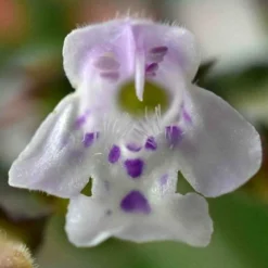 Calamint Plant (Calamintha Nepeta) - 1 Gallon Pot -Garden Supplies Sales 2024 calamint 16 1