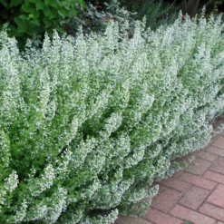 White Cloud Calamint - 5 Pack Of Quart Pots 11 White Cloud Calamint - 5 Pack Of Quart Pots -Garden Supplies Sales 2024 calamint white cloud 1 1
