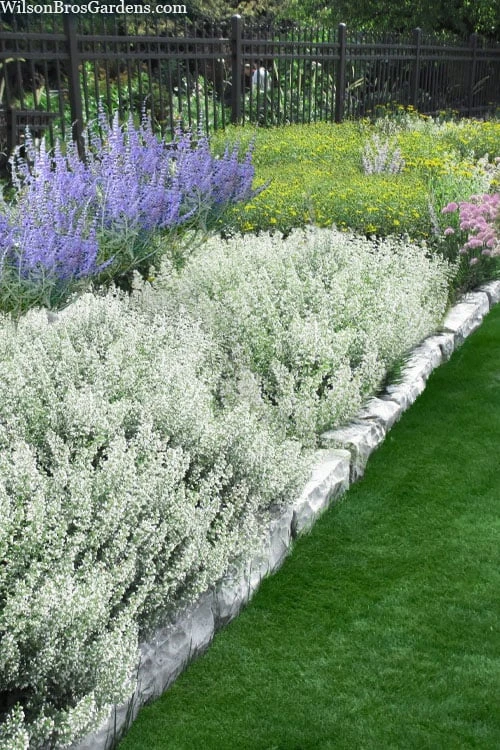 White Cloud Calamint - 5 Pack Of Quart Pots 1 White Cloud Calamint - 5 Pack Of Quart Pots