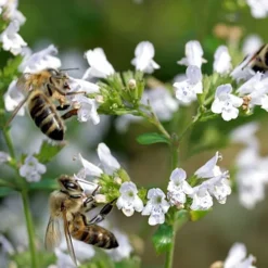 White Cloud Calamint - 5 Pack Of Quart Pots 12 White Cloud Calamint - 5 Pack Of Quart Pots -Garden Supplies Sales 2024 calamint white cloud 5 1