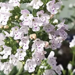 White Cloud Calamint - 1 Gallon Pot -Garden Supplies Sales 2024 calamint white cloud 6